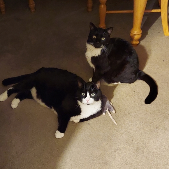 Meet your Posher, V - Picture 5 of 6